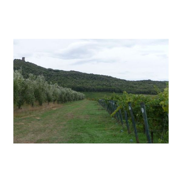 Azienda Agricola Enrico Santini vineyards.